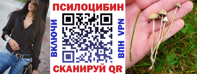 сколько стоит даркнет Telegram Псилоцибиновые грибы Cubensis Можга